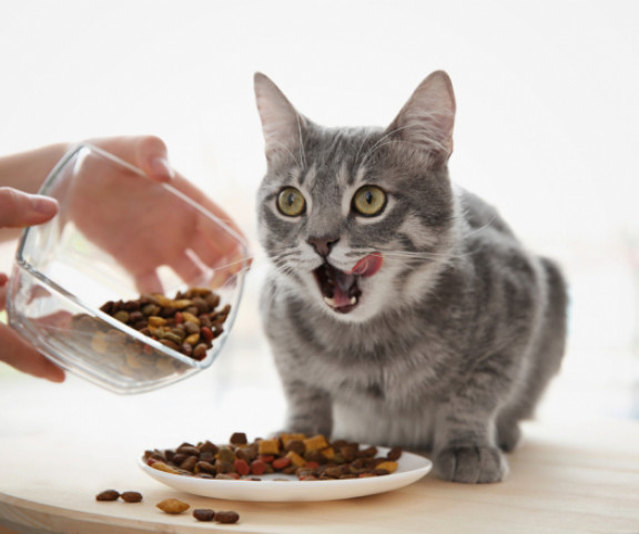válogatós macska etetése
