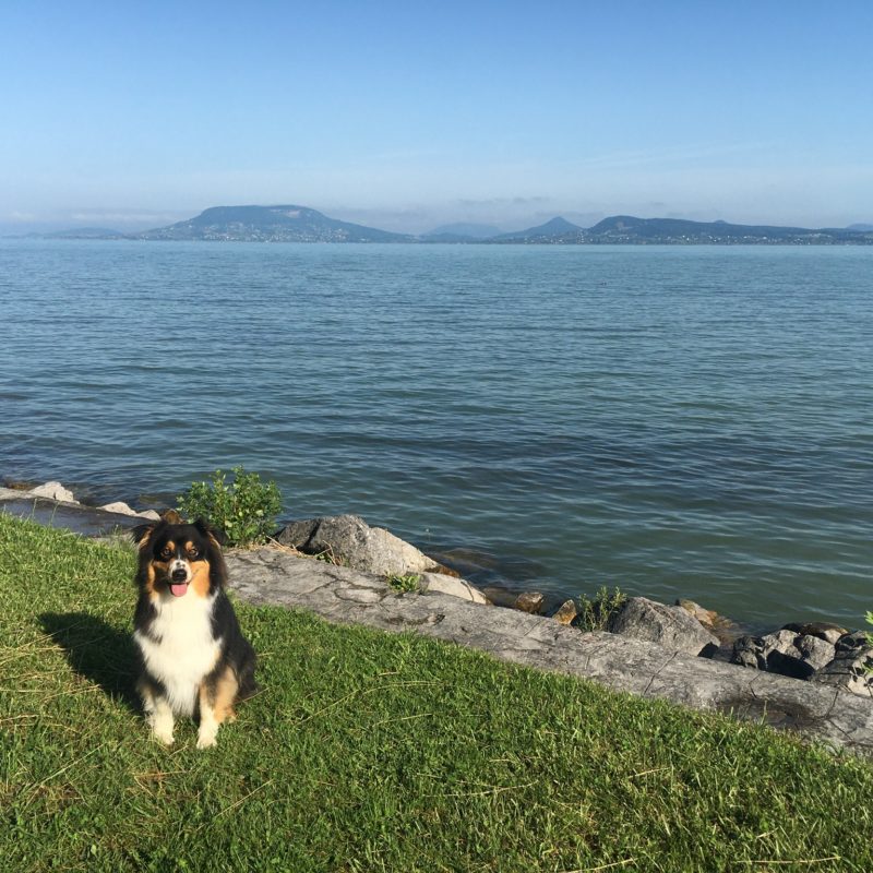 Nyaralás és utazás kutyával