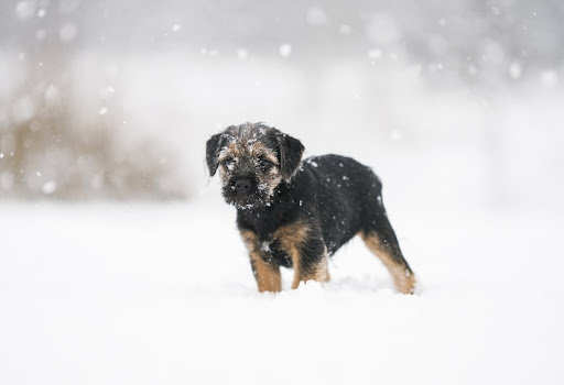 Kutyával télen: 7+1 tipp a hideg időre
