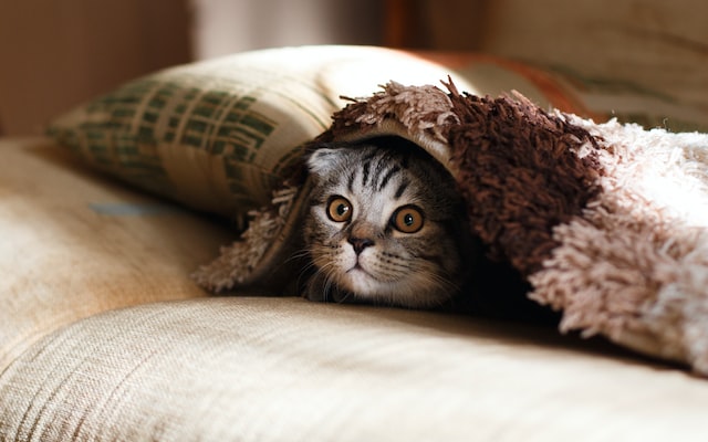Hogyan segítheted macskádat a stressz leküzdésében?