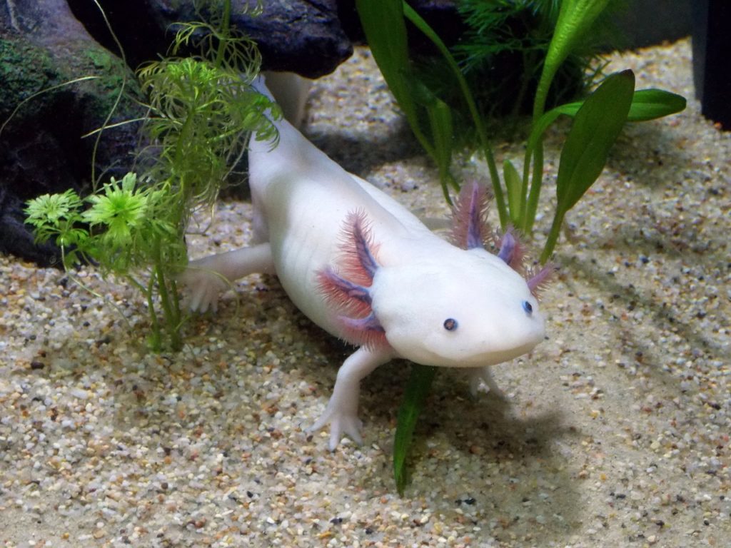 Az axolotl vidám kisállatka