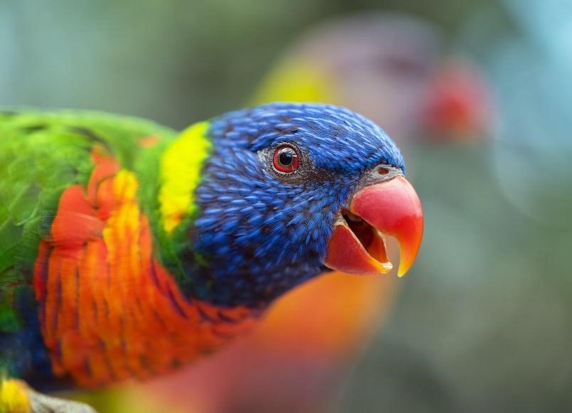 Ezek a papagáj tartás alapjai: kalitkája, etetése, gondozása és nevelése