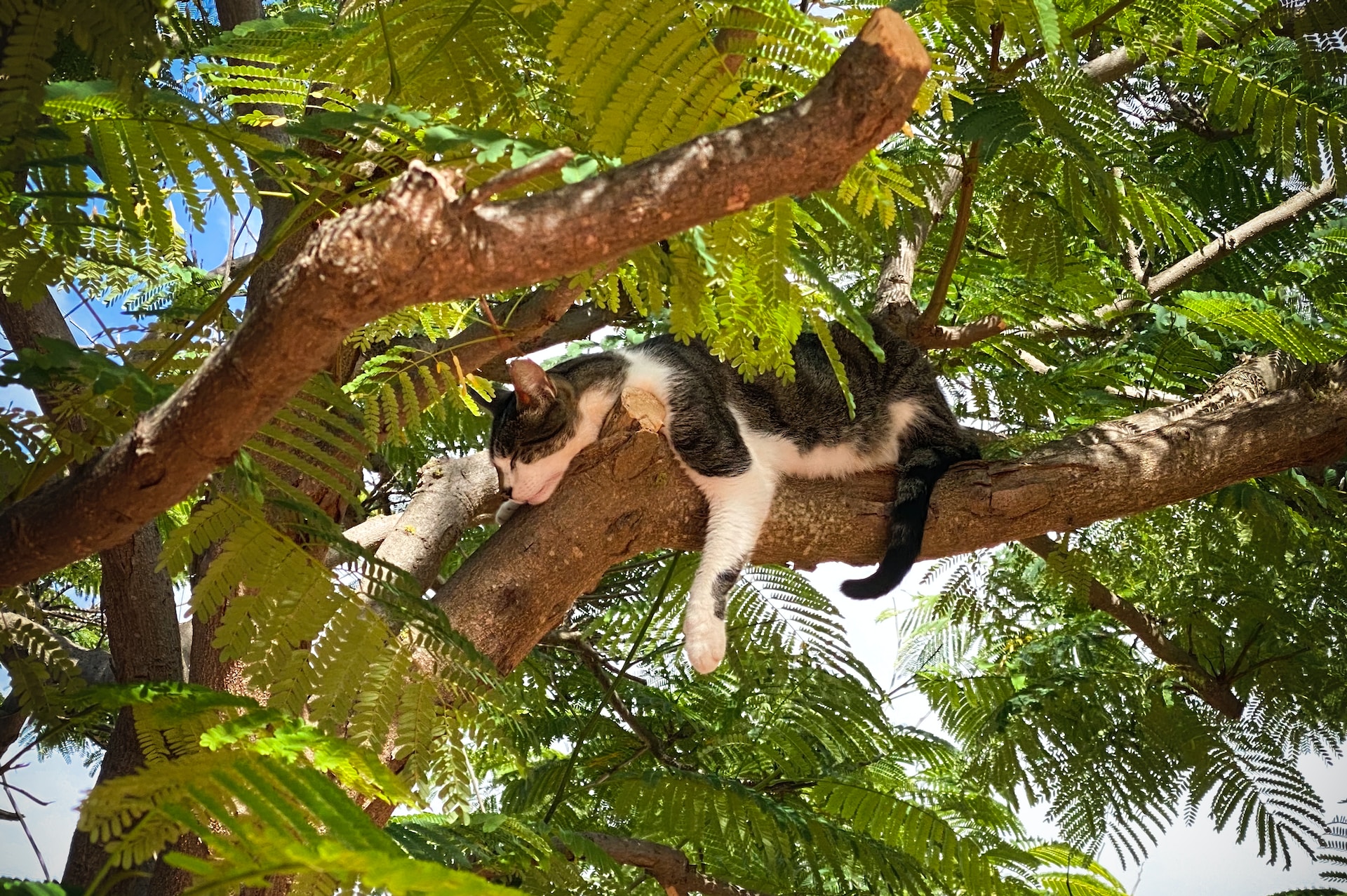 A macskák szeretnek fára mászni
