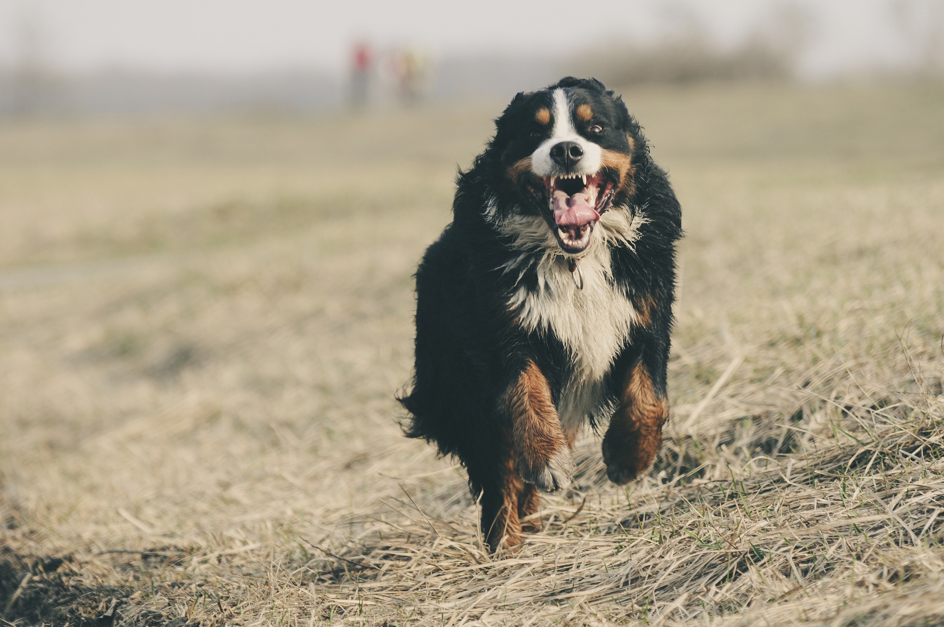Testmozgás a kutyáknak – Hogyan tartsuk fitten négylábú barátunkat?
