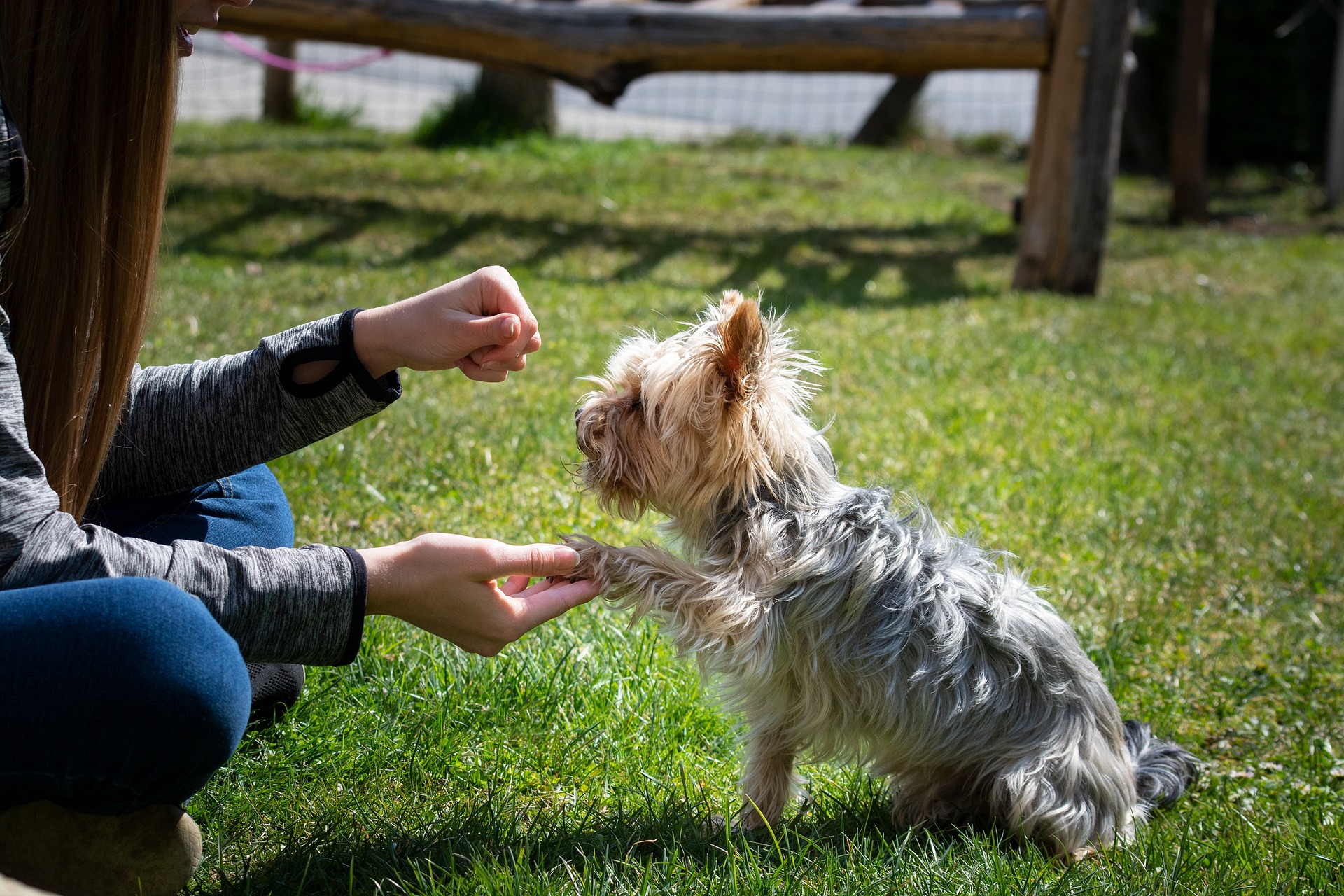 Testmozgás a kutyáknak - Hogyan tartsuk fitten négylábú barátunkat?