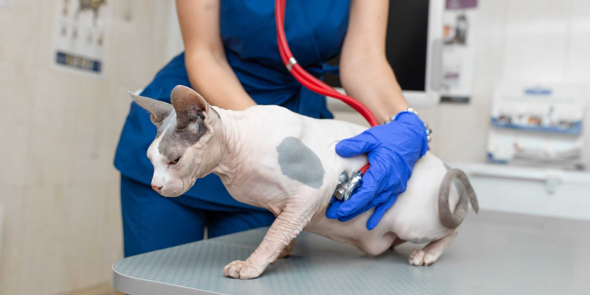 újévi fogadalmak kisállattartóknak