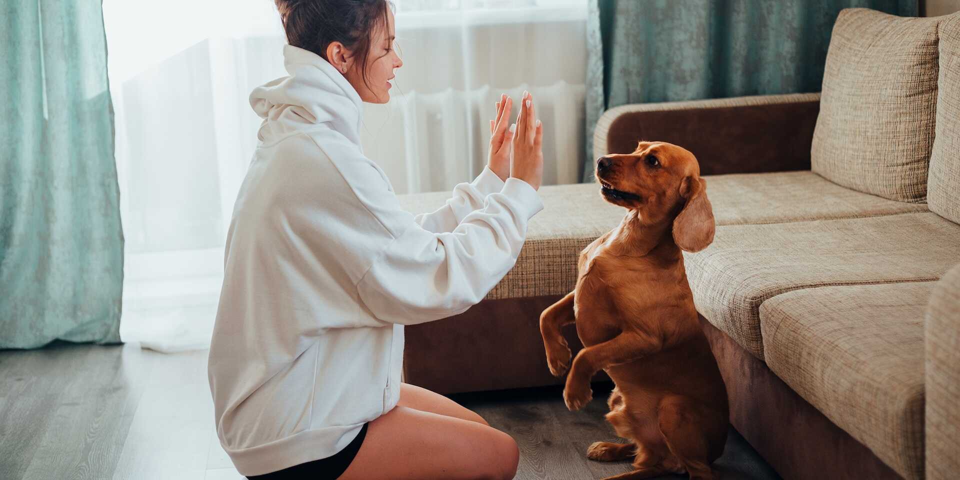 Otthoni tréning tippek kölyökkutyáknak – így lesz belőle jól nevelt társ