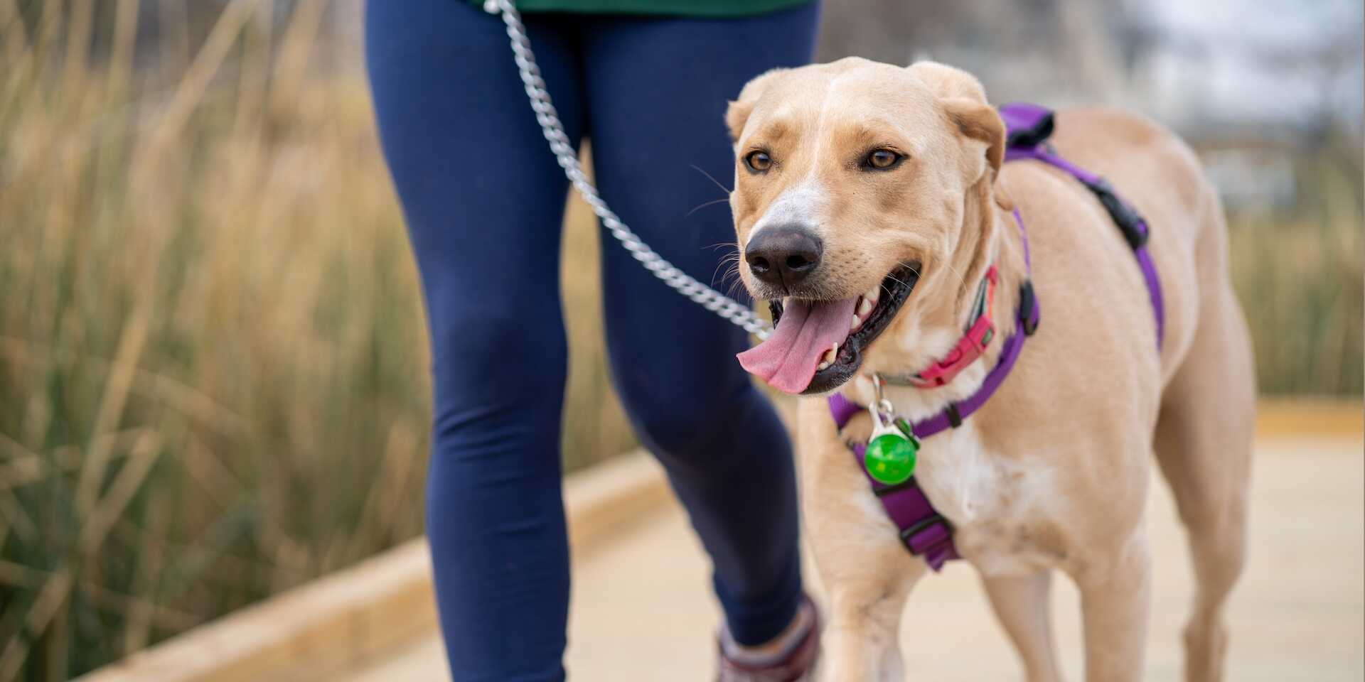 Kutyasétáltatás etikett – mit illik és mit nem?