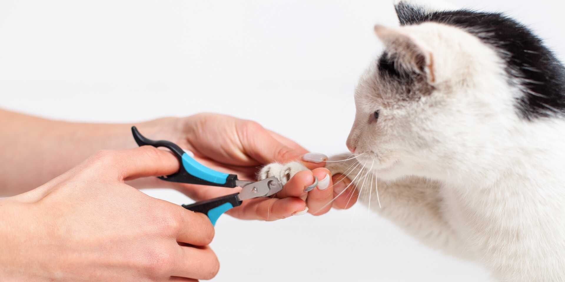 macska körömvágás