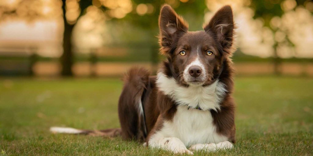 Border collie