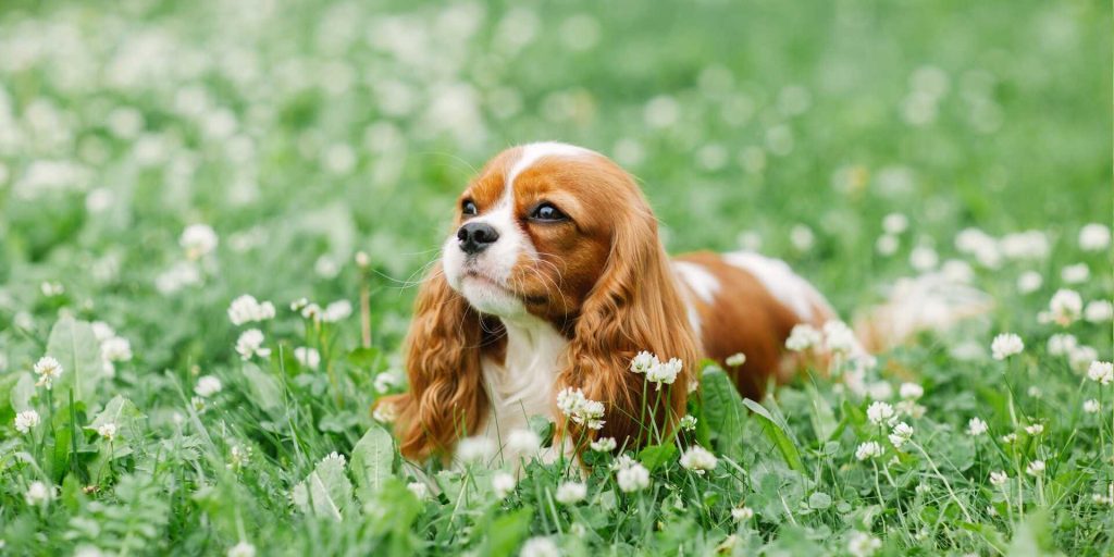 Cavalier King Charles spániel