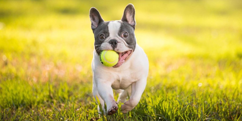 Francia bulldog