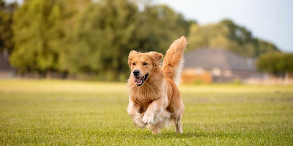 Golden retriever