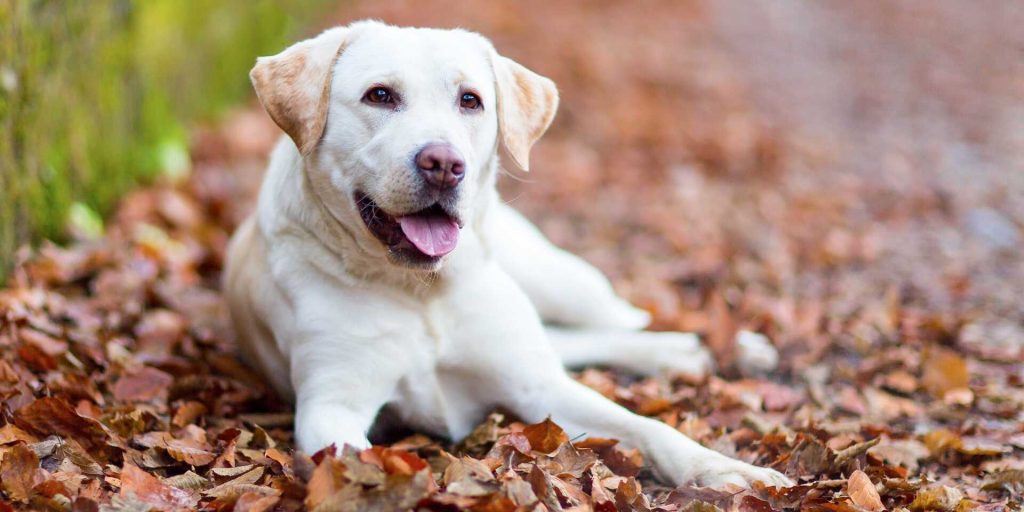 Labrador retriever