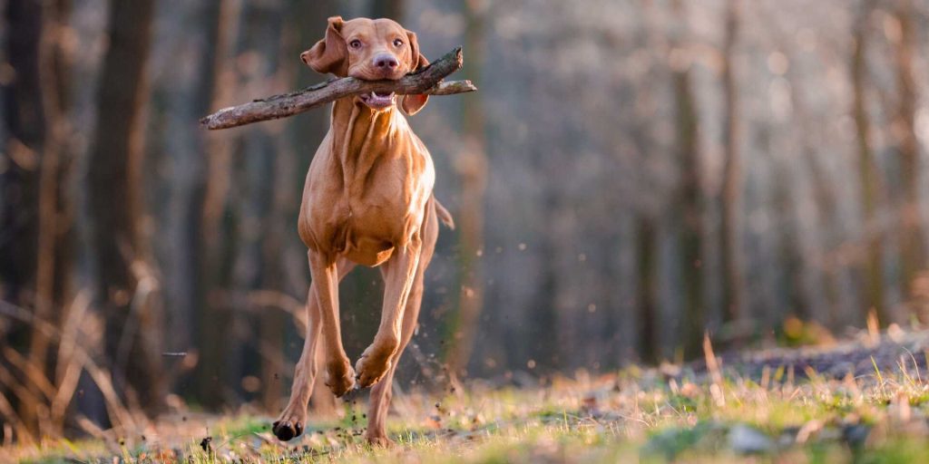 Magyar vizsla