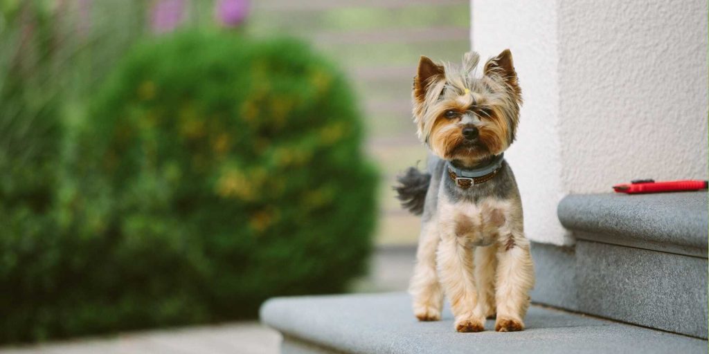 Yorkshire terrier