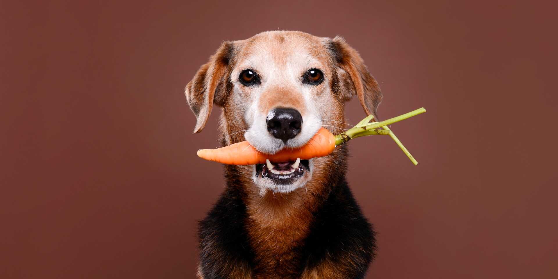 Meglepő, de ezeket az emberi ételeket imádják a kutyák – és még egészségesek is lehetnek!