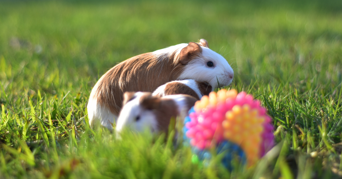 A boldog kisállat titka: Átfogó útmutató az etetéstől a tökéletes otthonig