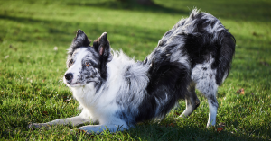 Különböző játékok a kutya mentális fárasztása érdekében