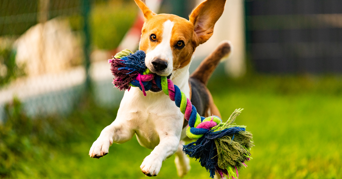 A lefárasztott kutya a jó kutya… de mi a helyzet az agyával?